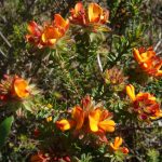 Pultenaea tuberculata, image Alan Fairley 