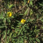 Pultenaea villifera, image Alan Fairley 