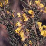 Pultenaea mollis, image Alan Fairley 