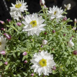 Rhodanthe anthemoides