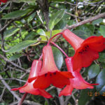 Rhododendron viriosum flowers, image Jeff Howes 