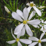 Ricinocarpos pinifolius flower
