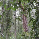 River-flat eucalypt forest on coastal floodplains - threatened ecological community