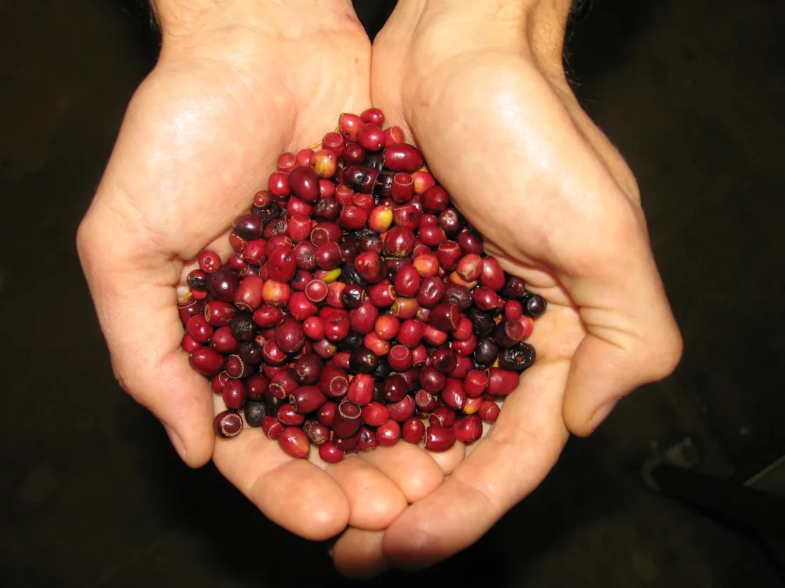 Santalum_leptocladum_sandalwood_fruit Handful of ripe sandalwood fruit (Santalum leptocladum). Photo David M Watson