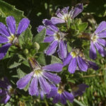 Scaevola 'Aussie Salute'