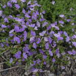 Scaevola 'Mauve Mist'