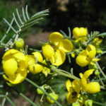 Senna artemisioides flowers
