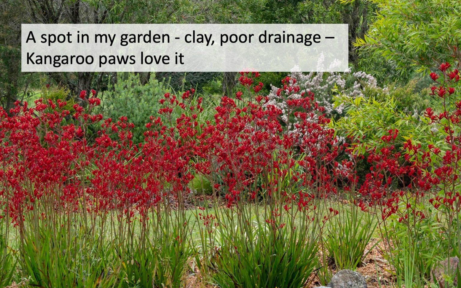 Slide34 Australian Plants Society