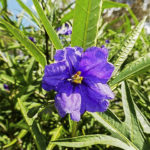 Solanum aviculare flower