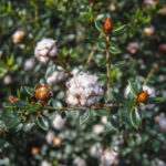 Spyridium scortechinii flower, image Jeff Howes
