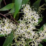 Stenocarpus salignus, image Dan Clarke