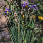 Stypandra glauca, image Alan Fairley