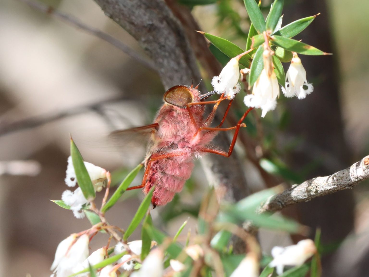 Thrive Insects Insects that thrive on our native plants | Australian Plants Society
