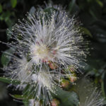 Syzygium paniculatum flower