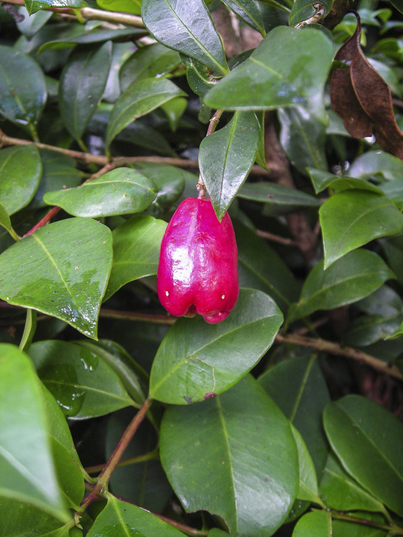 Syzygium paniculatum fruit | Australian Plants Society