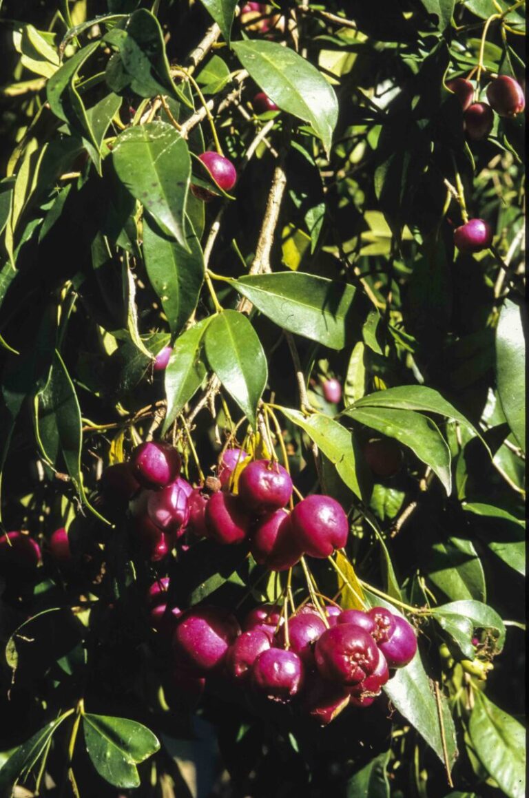 Syzygium paniculatum Australian Plants Society