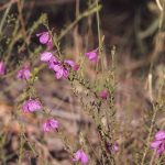 Tetratheca decora, image Alan Fairley 