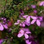 Tetratheca ericifolia, image Alan Fairley 