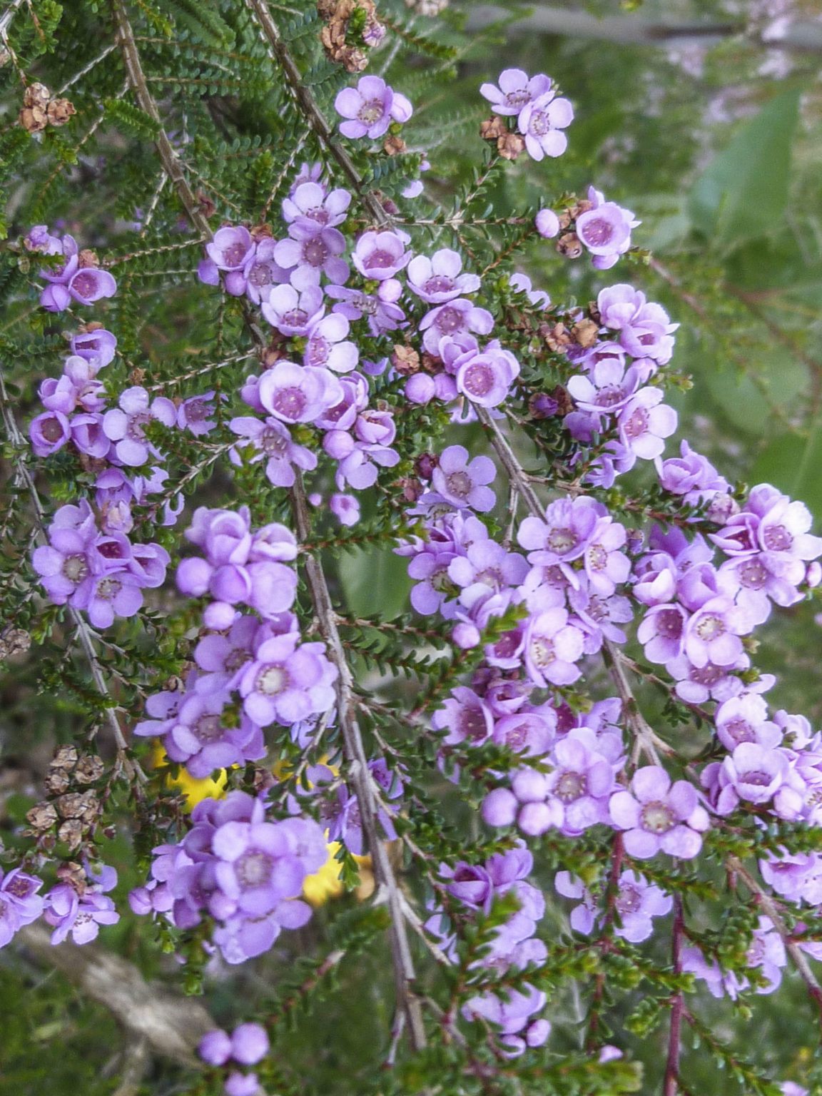 thryptomene-baeckeacea-australian-plants-society