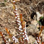 Thryptomene calycina flower spikes