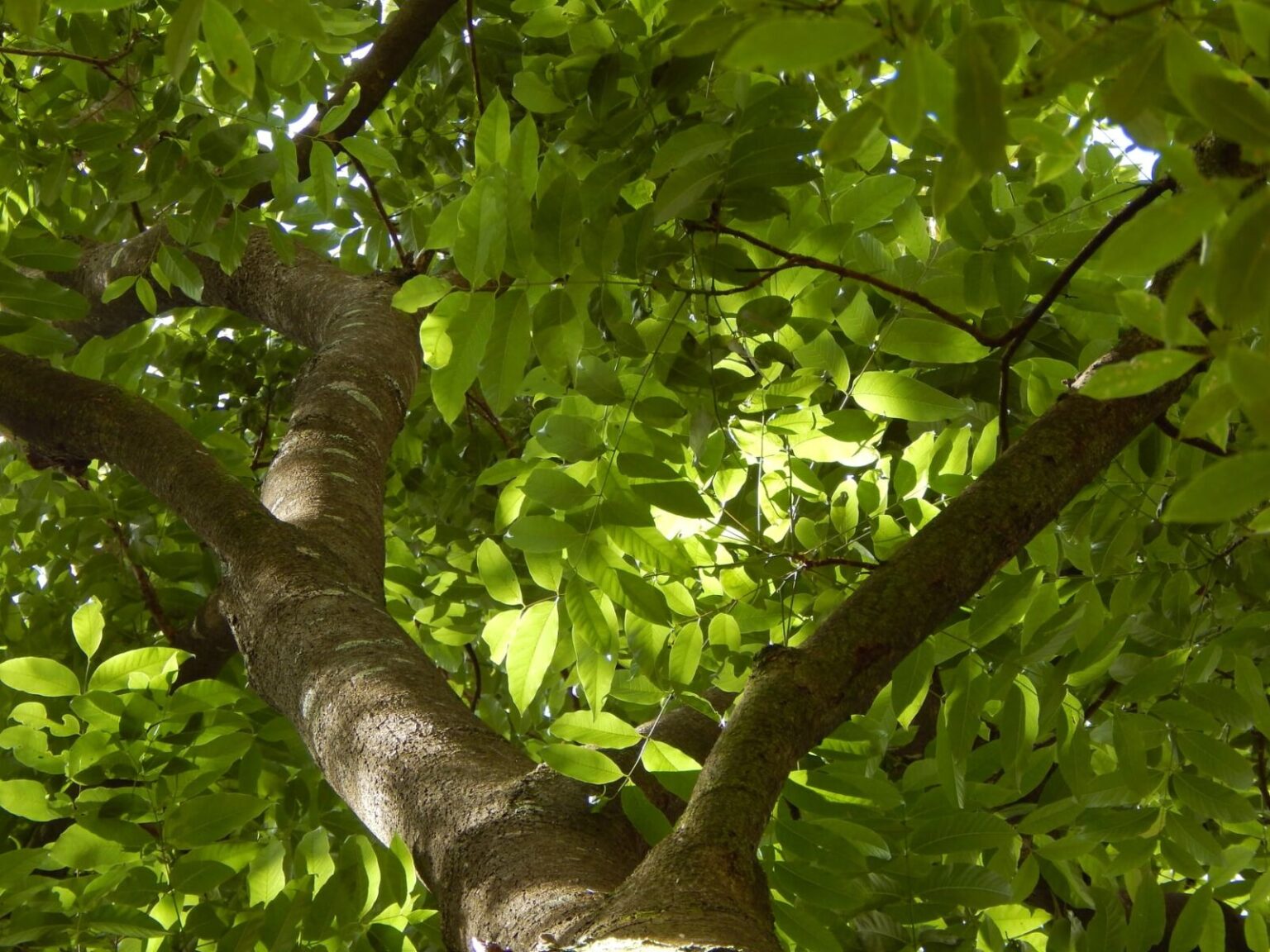 Toona ciliata-HL | Australian Plants Society