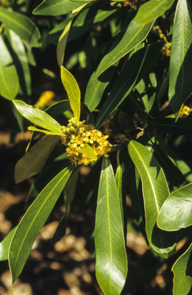 Tristaniopsis Laurina Australian Plants Society