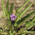 Viola betonicifolia, image Alan Fairley 