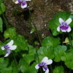 Viola hederaceae, image Kevin Stokes