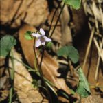 Viola silicestris, image Alan Fairley 