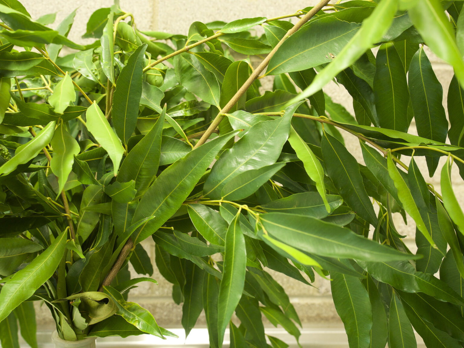 Waterhousea floribunda Australian Plants Society