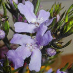 Westringia eremicola flower