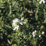 Westringia fruticosa, image Alan Fairley 