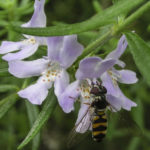 Westringia 'Wynyabbie Gem' with hover fly