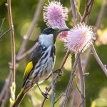 How to create a bushland or habitat garden