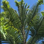 Wollemia nobilis (tree top), Wollemia nobilis (female), Image Alan Fairley