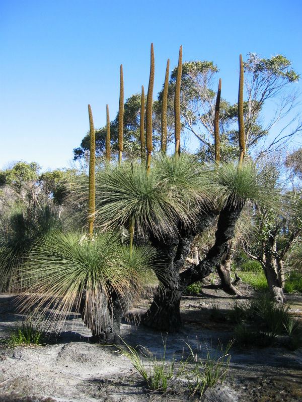 Xanthorrhoea Candelabra Flinders Island Sep 2003 hm | Australian Plants ...