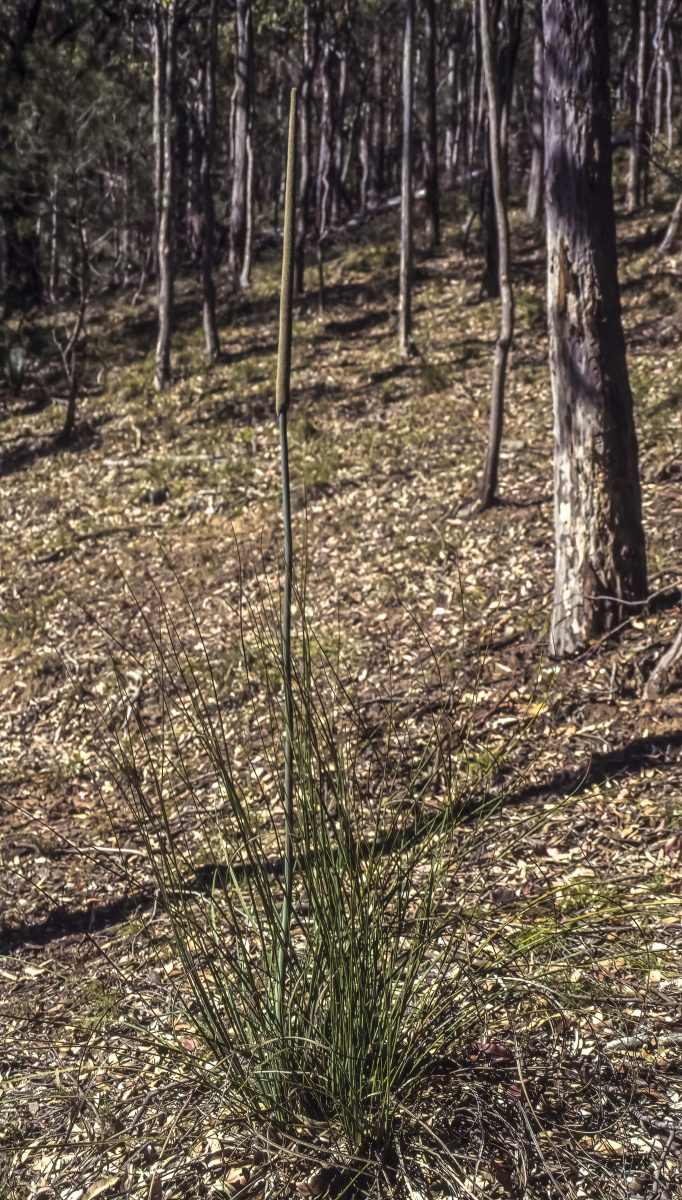 Xanthorrhoea concava -Edit Xanthorrhoea concava,(Image: Alan Fairley)