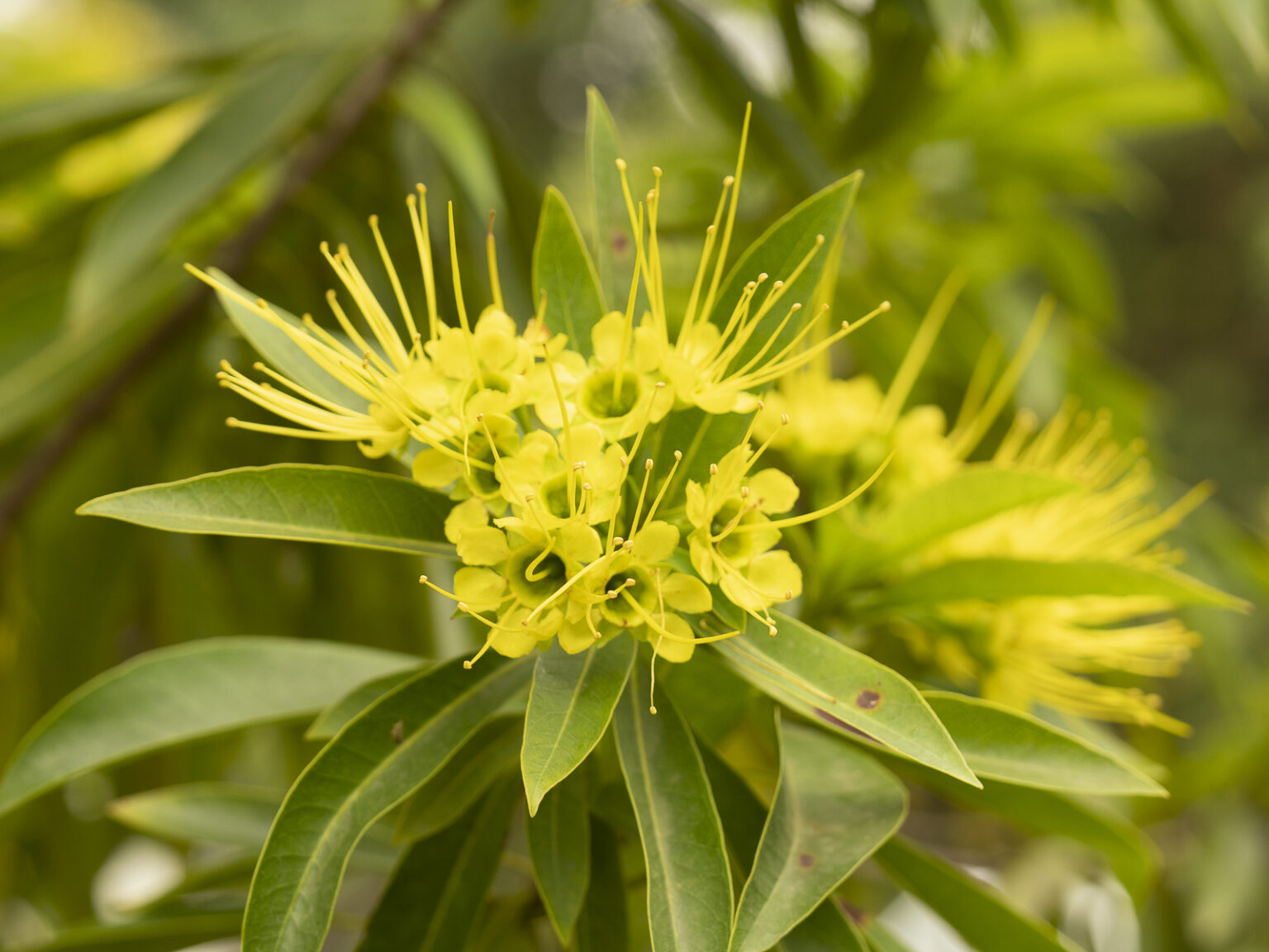 Xanthostemon chrysanthus Australian Plants Society