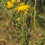 Xerochrysum viscosum, image Alan Fairley