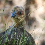 Young brush-turkey chick, image Heather Miles