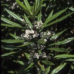 Zieria arborescens, image Alan Fairley 