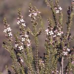 Zieria aspalathoides, image Alan Fairley 