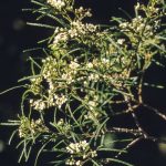 Zieria granulata, image Alan Fairley 