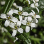 Zieria smithii close up
