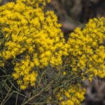 Acacia meiantha, image Alan Fairley 