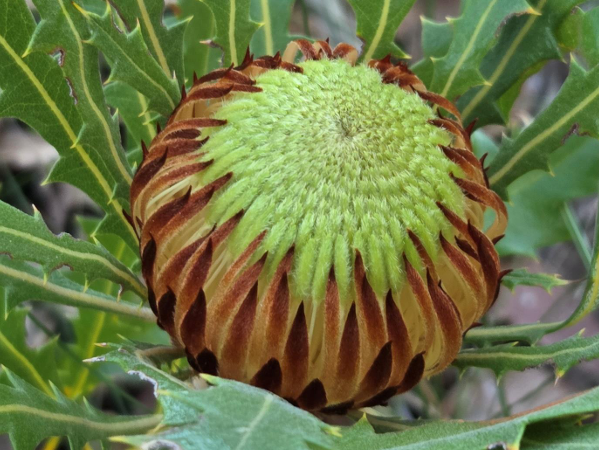 dryandra Dryandra quercifolia x corvijuga photo credit Kevin Collins