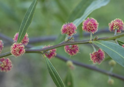 Acacia leprosa 'Scarlet Blaze', image Heather Miles