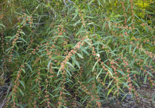 Acacia leprosa 'Scarlet Blaze', image Heather Miles