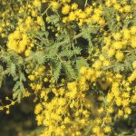 Acacia pubescens, image Alan Fairley 