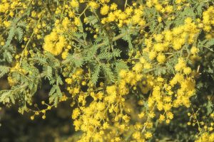 Acacia pubescens, image Alan Fairley